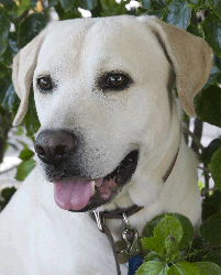 Labrador Retriever