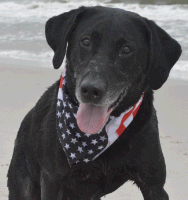 Labrador Retriever Labrador Retriever