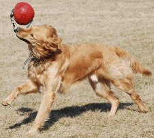 Dog with toy