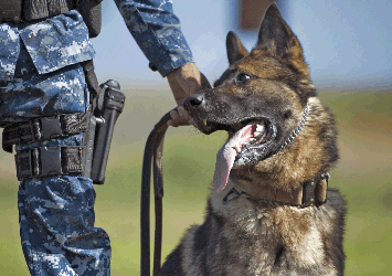 military German Shepherd dog