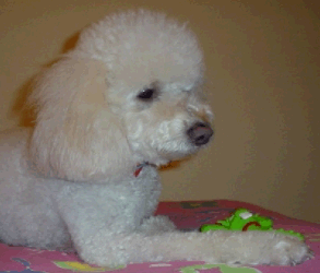 Miniature Poodle