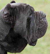 Neopolitan Mastiff