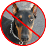 No Doberman