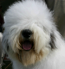 Old English Sheepdog