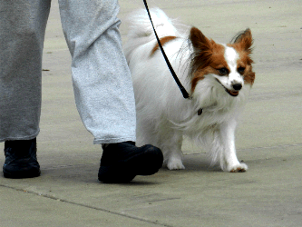 Papillion