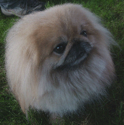 Image of a Pekingese