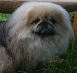 Pekingese