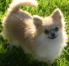 Pomeranian