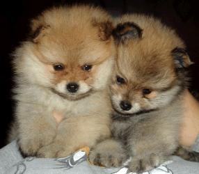 Pomeranian puppies