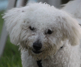 picture of a poodle