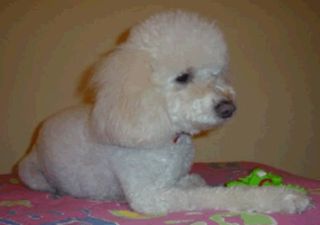 Poodle