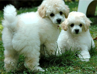 Poodle puppies