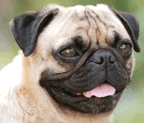 Pug Dog