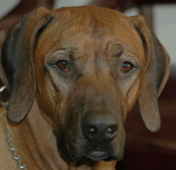 Rhodesian Ridgeback