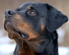 Rottweiler