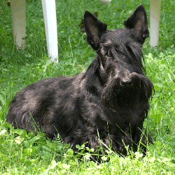 Scottish Terrier