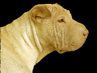 picture of shar pei