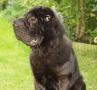 picture of shar pei