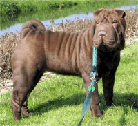 picture of shar pei