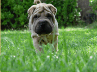 picture of shar pei