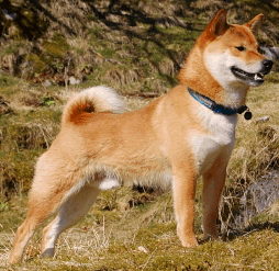 Shiba Inu