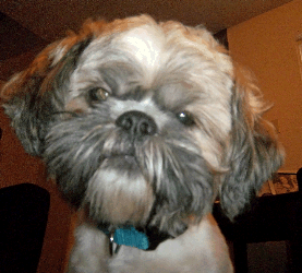 Image of a Shih Tzu