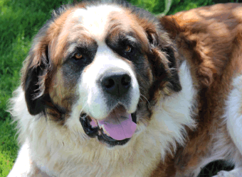 picture of st. bernard