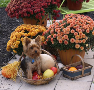 dog in basket