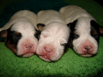 puppies