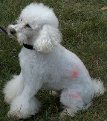 Toy Poodle