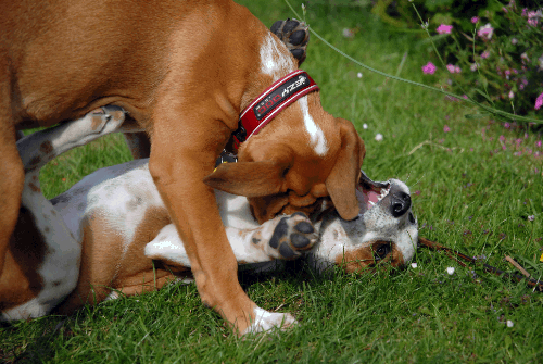 two puppies playing in yard