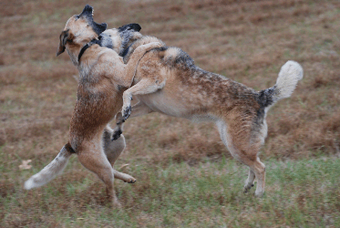 Babesia gibsoni can also be spread by bite wounds from other dogs.