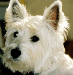 West Highland White Terrier