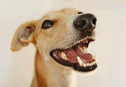 Tan Dog Showing Teeth Smiling