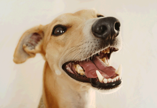 Whippet Teeth