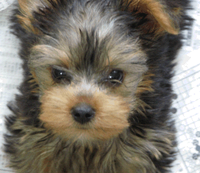 Yorkshire Terrier puppy