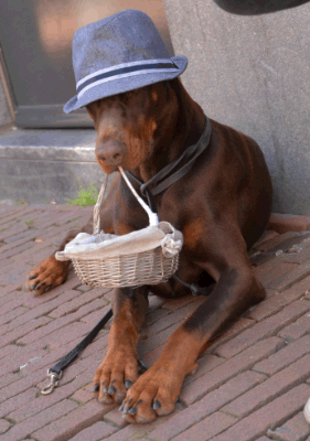 Dog in hat