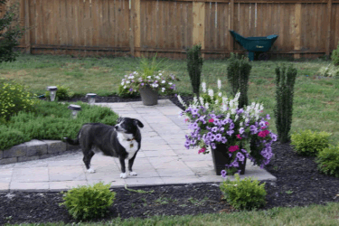 dog outside on patio