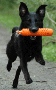 Dog running with Toy