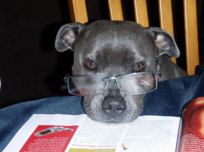 black puppy with glasses