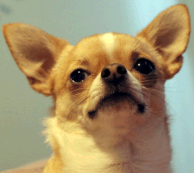 Chihuahua