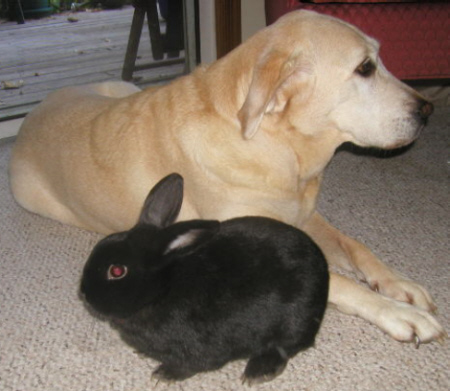 dog and rabbit