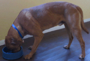 Dog eating out of bowl