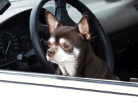 Dog in car