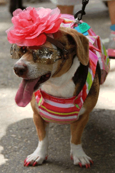 Dog dressed for halloween