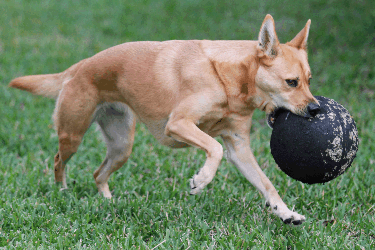 Dog with ball