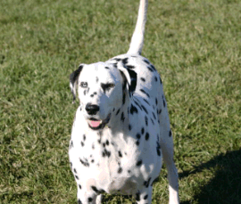 fat dalmation