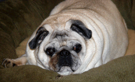 pug dog pug dog