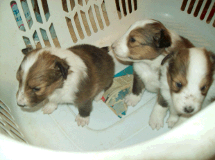 Litter of Collies