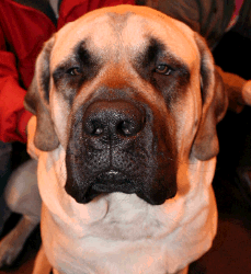 mastiff